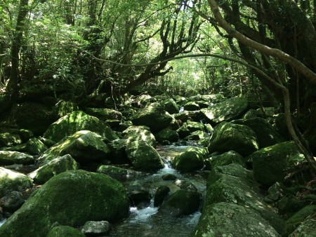 英語学習,屋久島,国際交流,学習日記 英語学習,屋久島,国際交流,学習日記